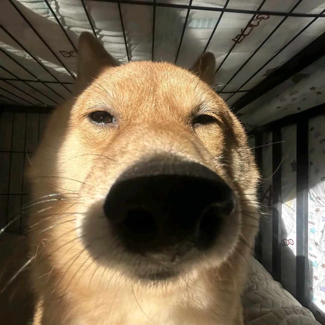 圆圆的圆