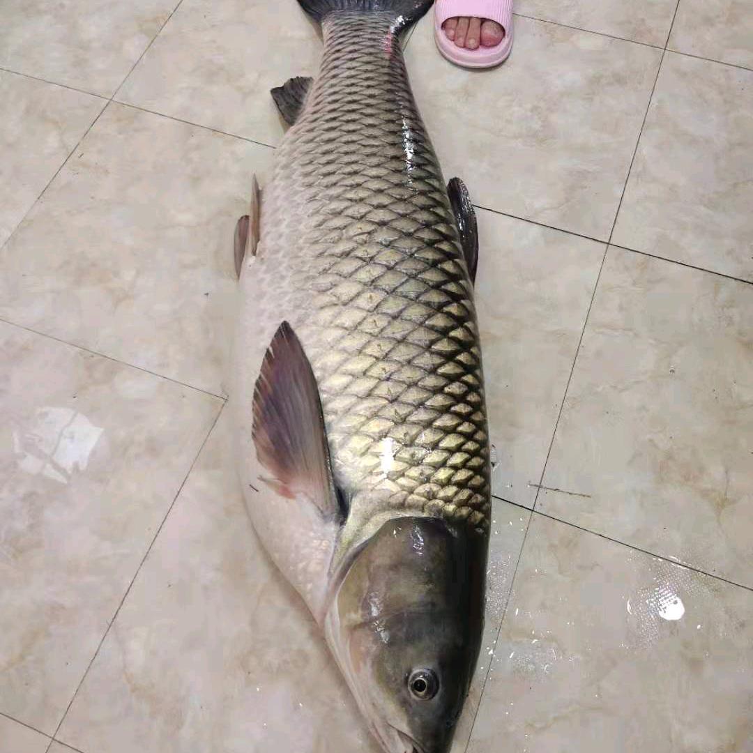 白农马（日常生活）