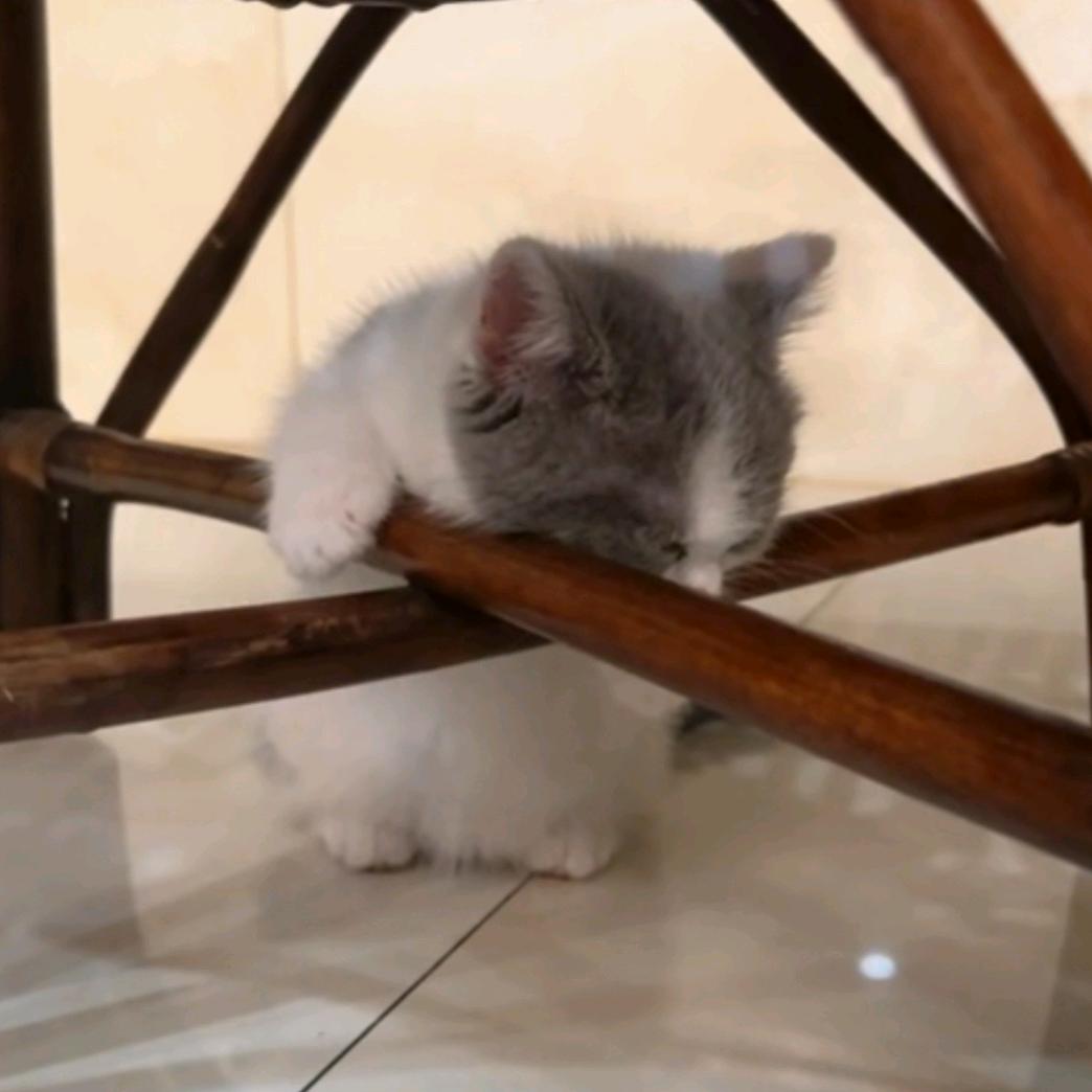 记得给芙芙铲屎哦