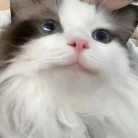 比鱼.