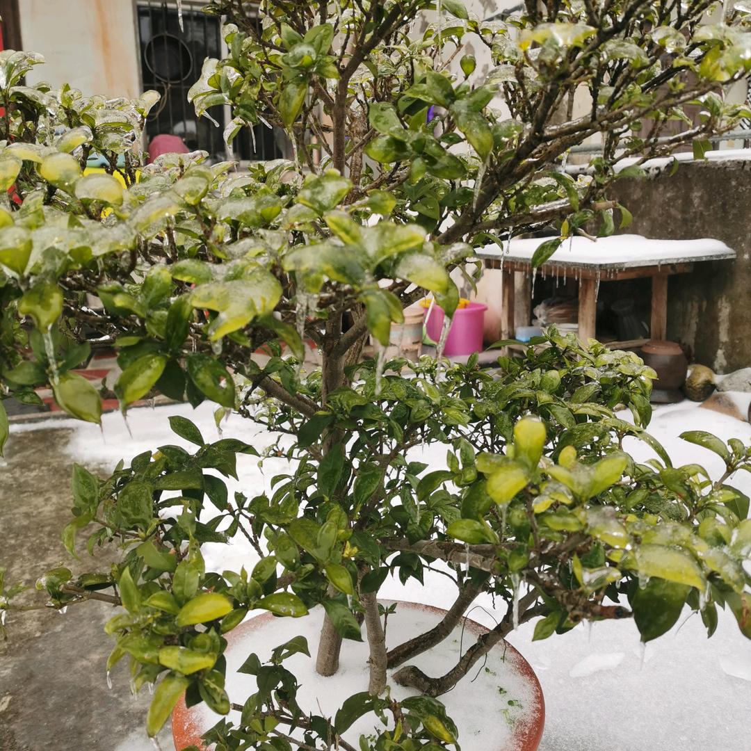 枝秀