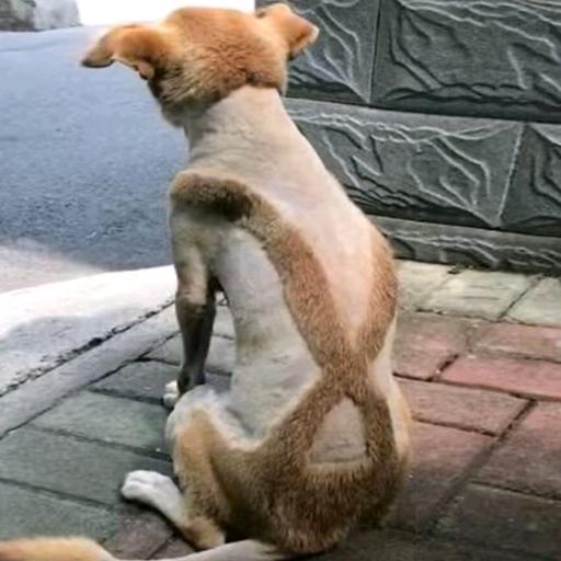 广州铭来劳务欣欣直播号