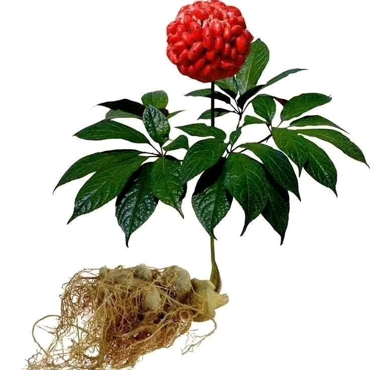 云南清秀堂养生滋补品