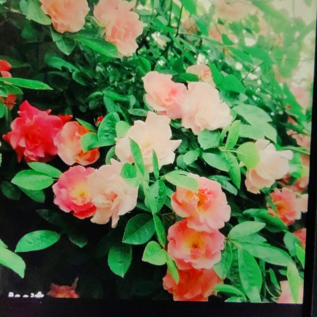 五河收废品（张姐）