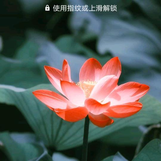 梦中菩提树987