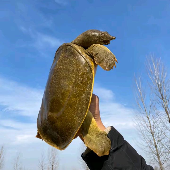 甲鱼养殖基地-武