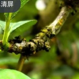 金币赞助商-蛋蛋