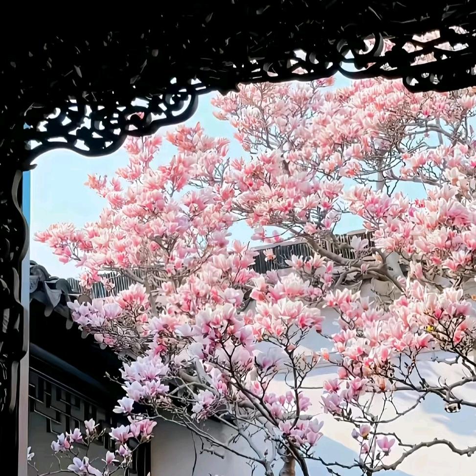 清晓