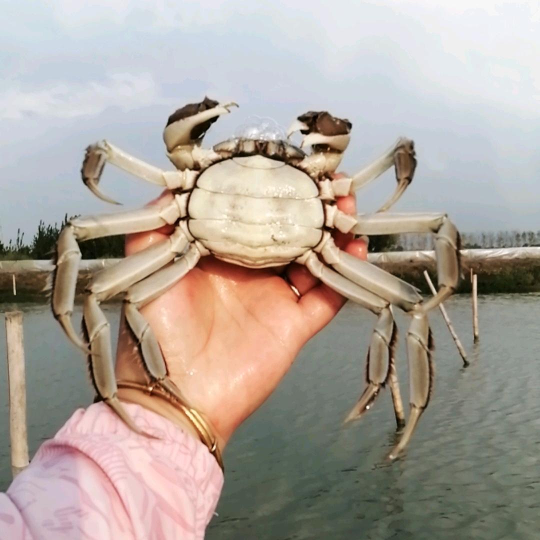 养🦀螃蟹🦀的云云