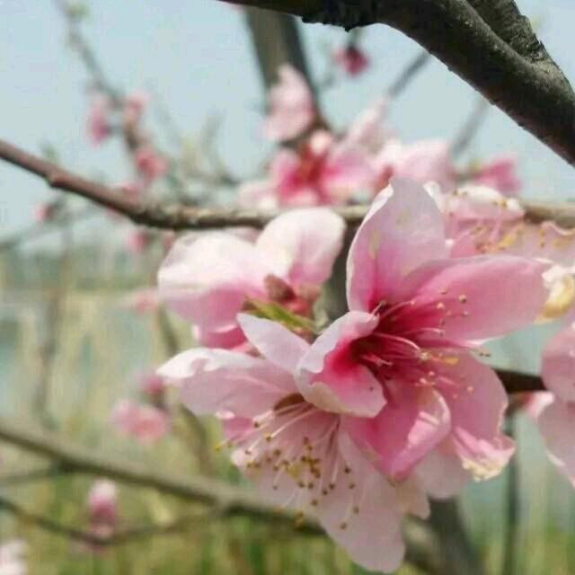 棉花桃