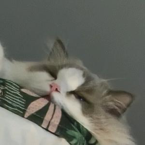 付多多