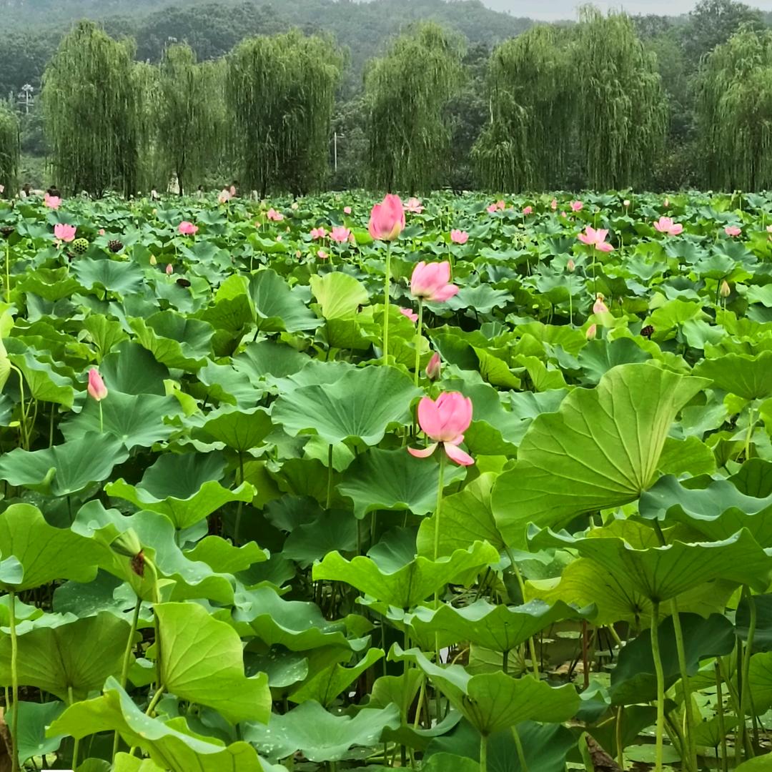 珍惜♥(｡￫v￩｡)♥所有