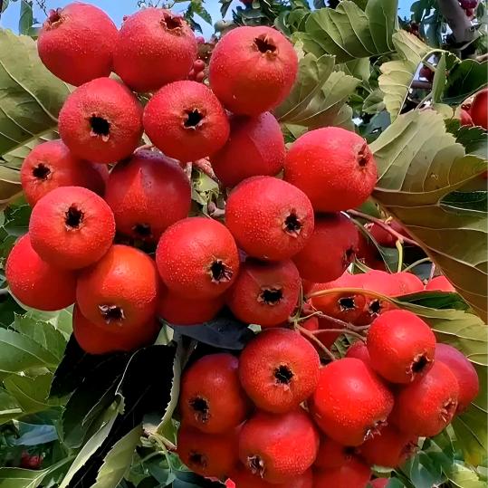 山楂产地原厂原发