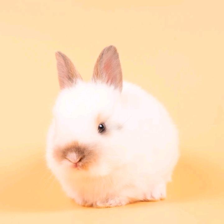 李開艷