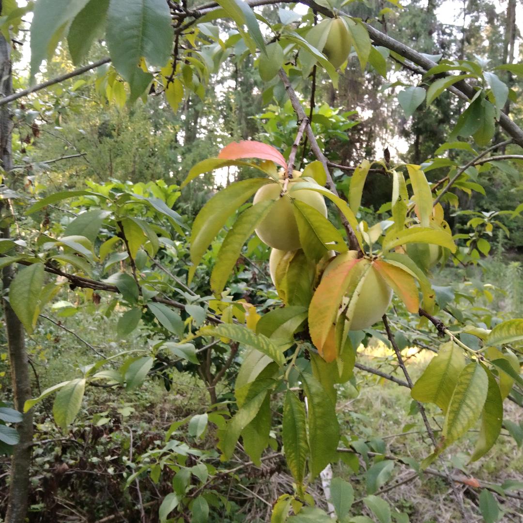 阿文宣汉县马渡关镇长滩村