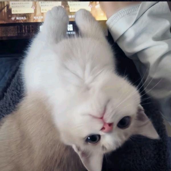 纪秋樾.