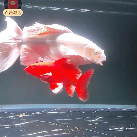 人生如戏