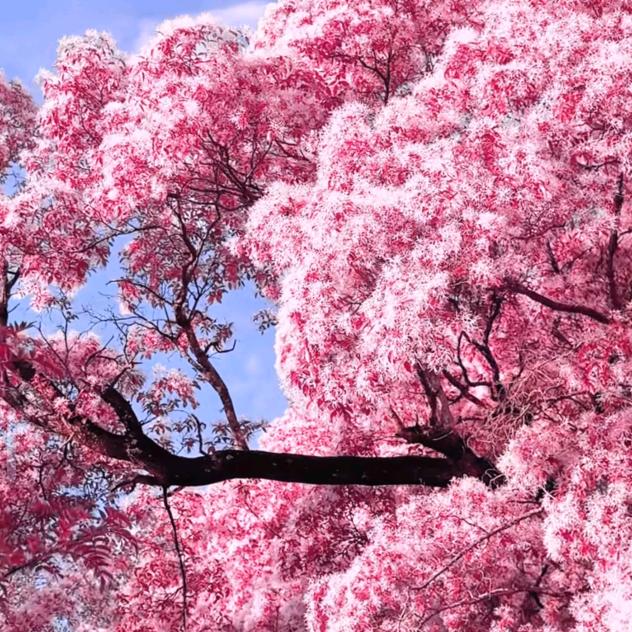 舔狗中的癞蛤蟆