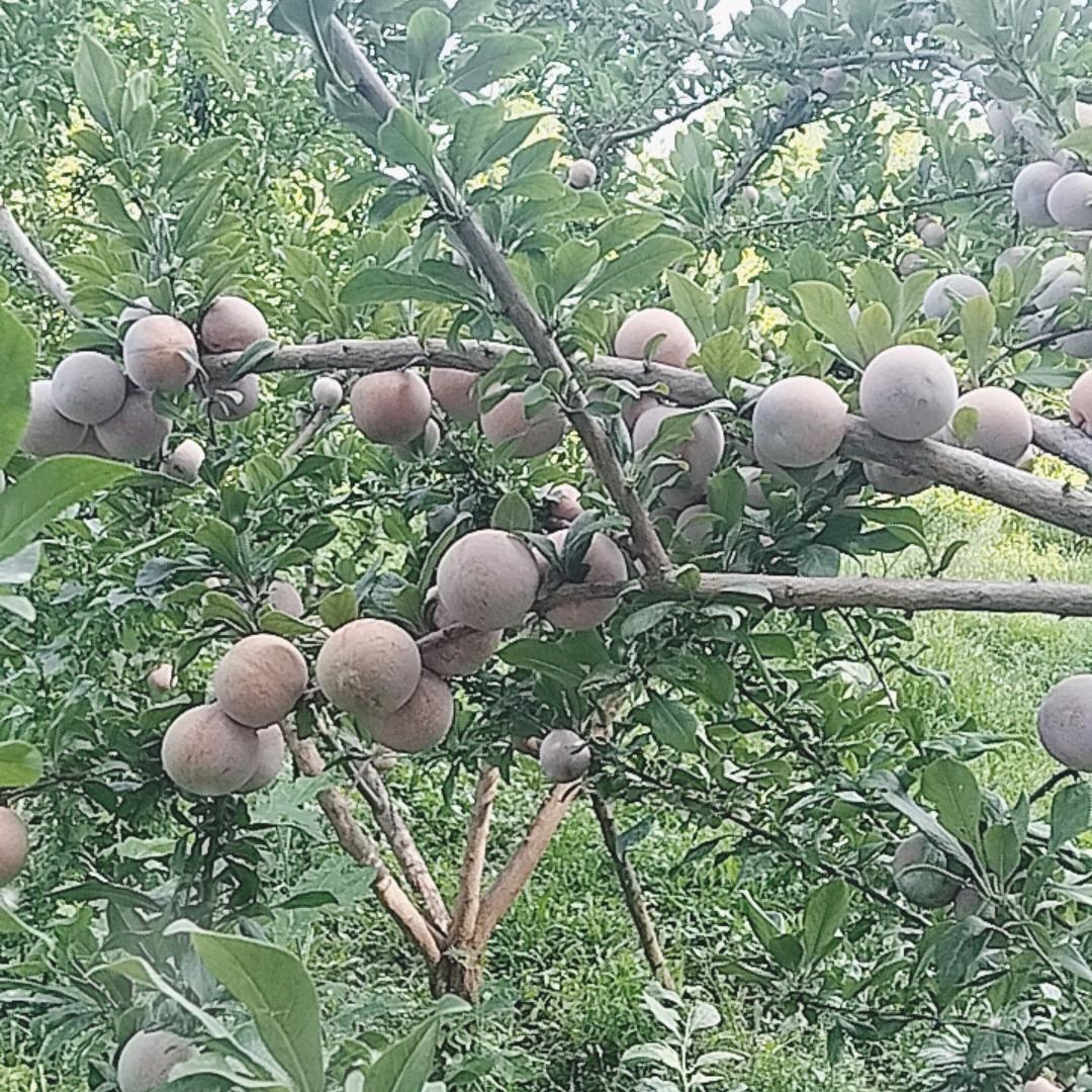收购各种高端水果。味帝，恐龙蛋，，吊杆杏