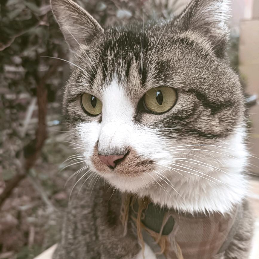 强姐