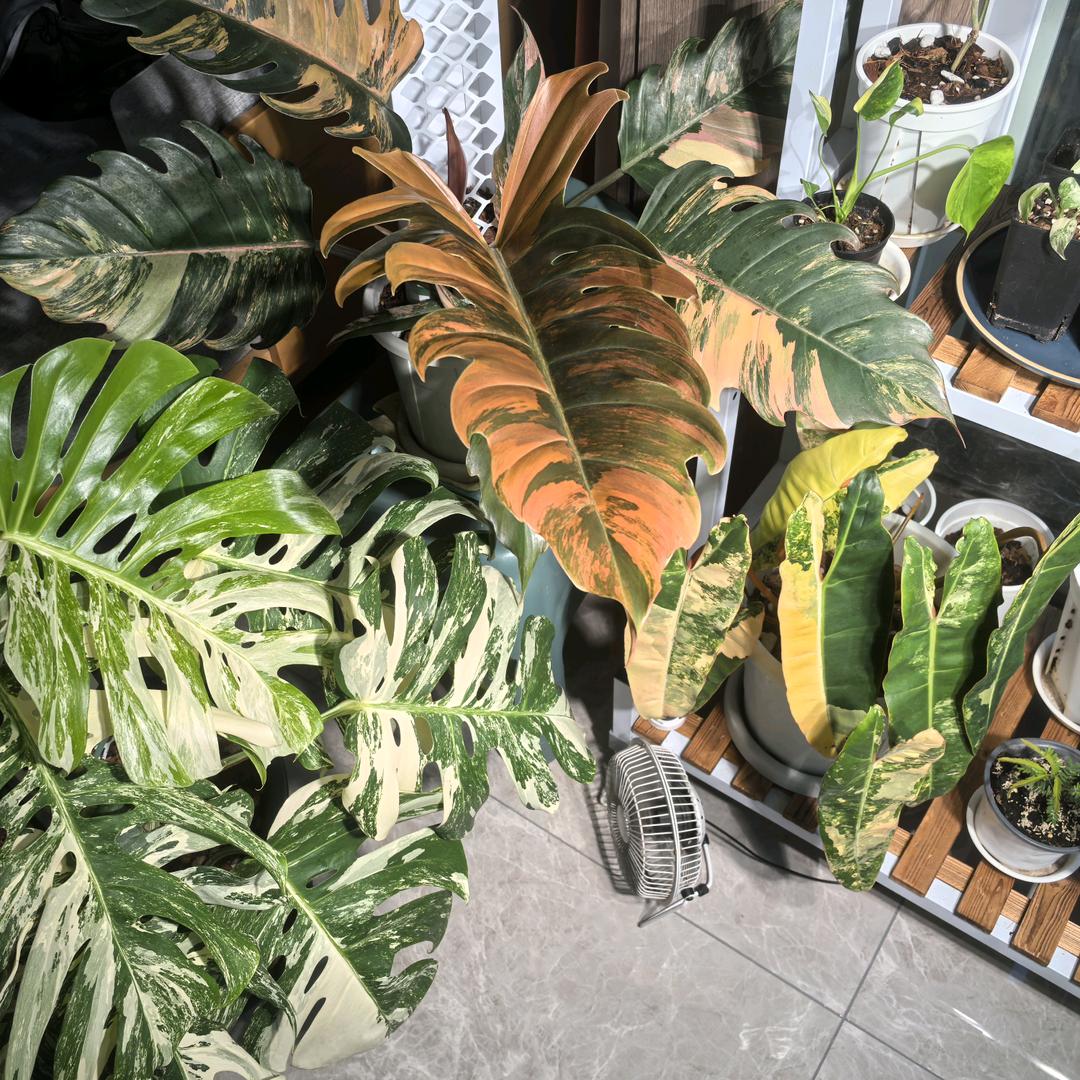 有