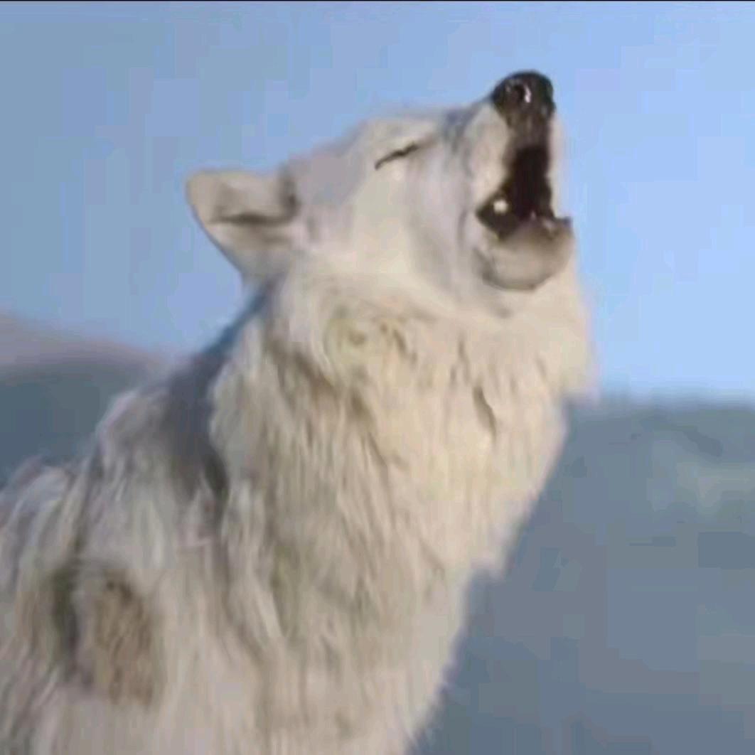 狼行天下（回族）