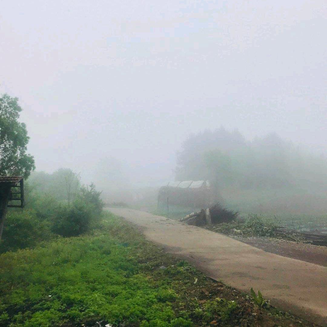 松树🌲