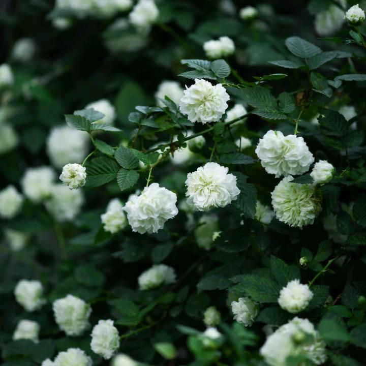 春末花开