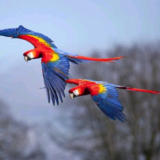 鹦贝贝鹦鹉乐园