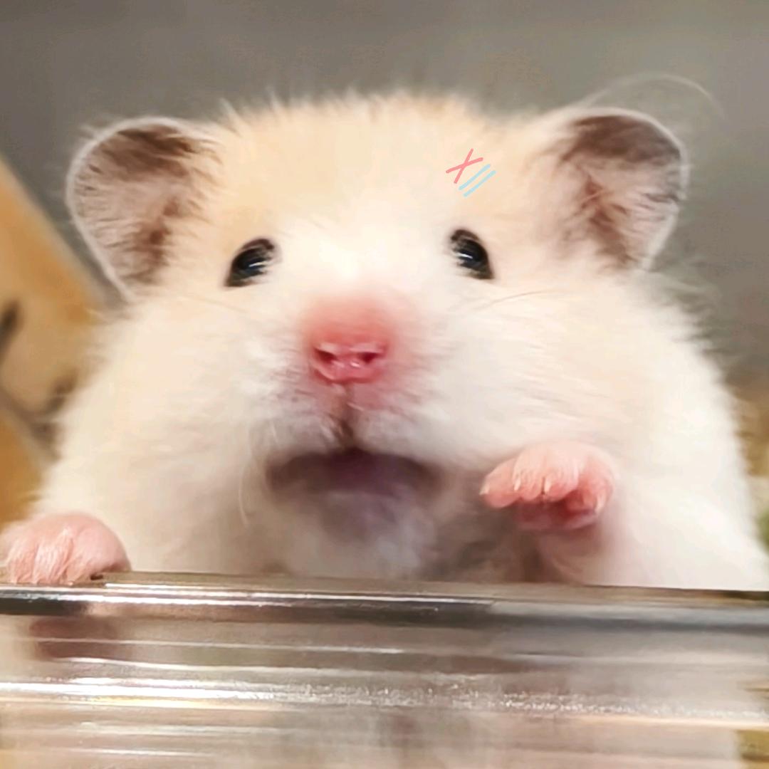 ✨笙笙笙笙笙✨