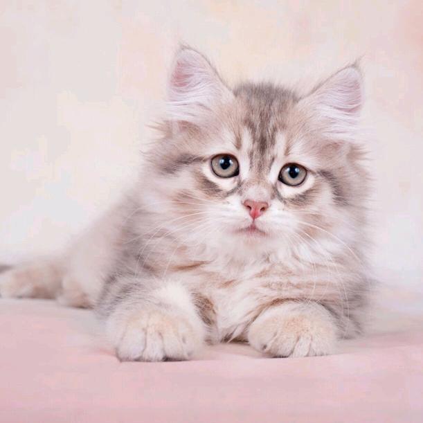 有毒之草开迷你之花