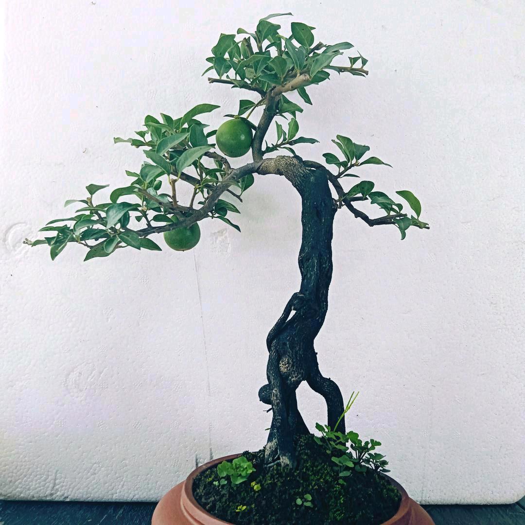 嘉镁金弹子盆景
