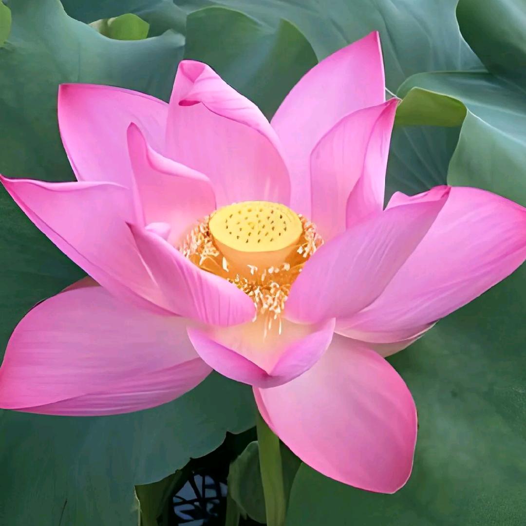 但行好事 莫问前程