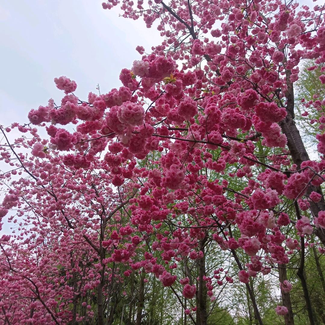 梅梅呀