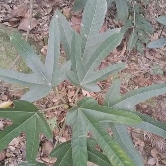 荣森农村土特产