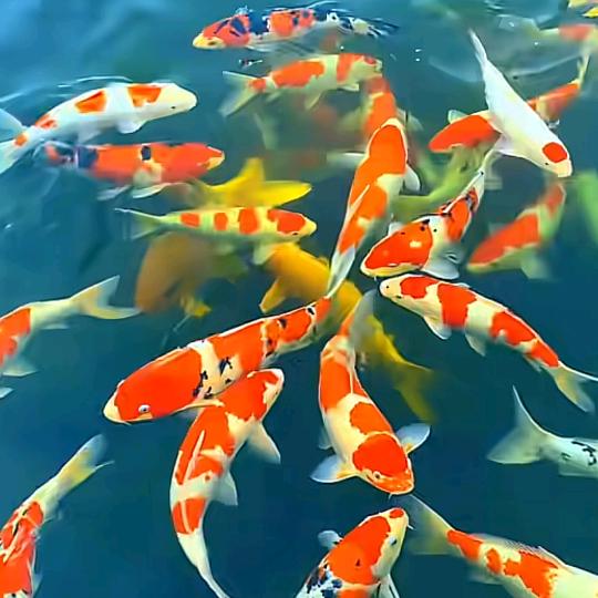 年年有🐟鱼 •͈⚇•͈♡̷