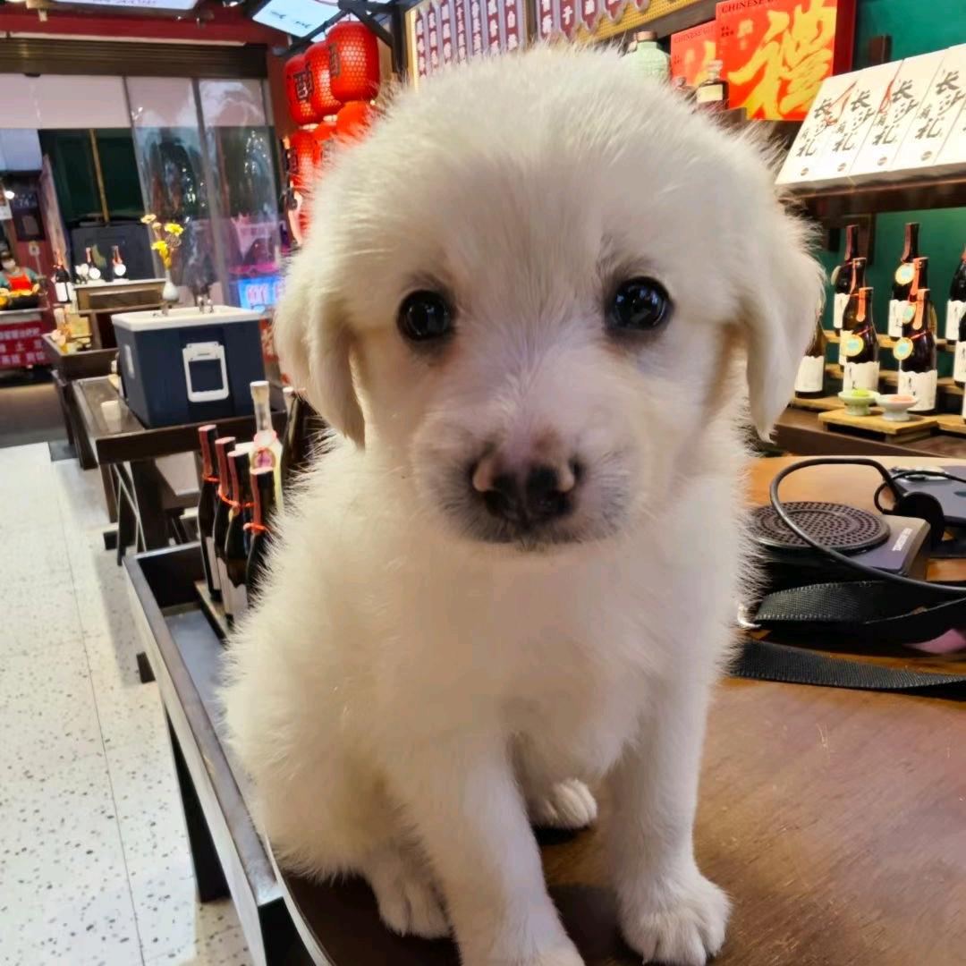 米火雷是一只小狗