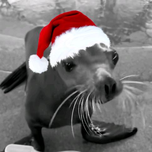 谧久咕咕（圣诞豹时候）