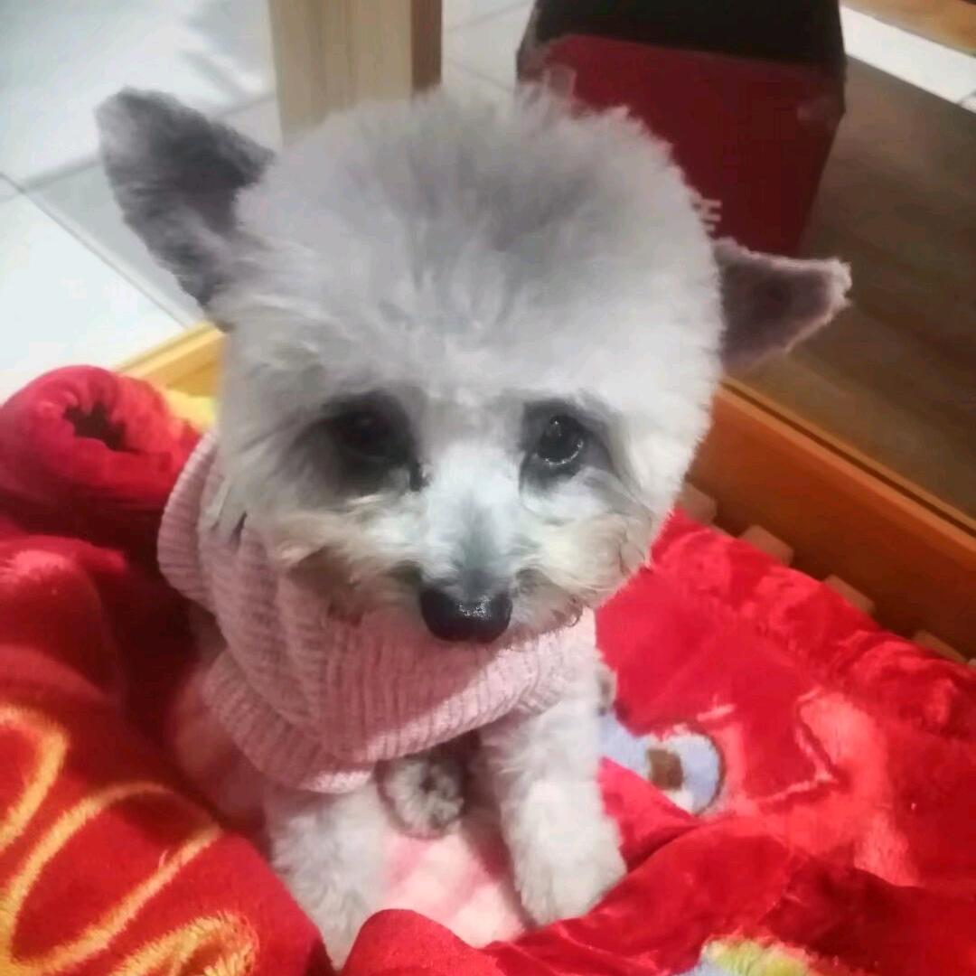 一群毛孩子的麻麻