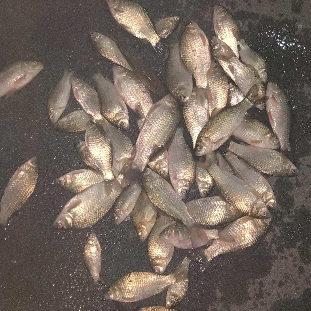 济南钓客（野钓夜钓战神）