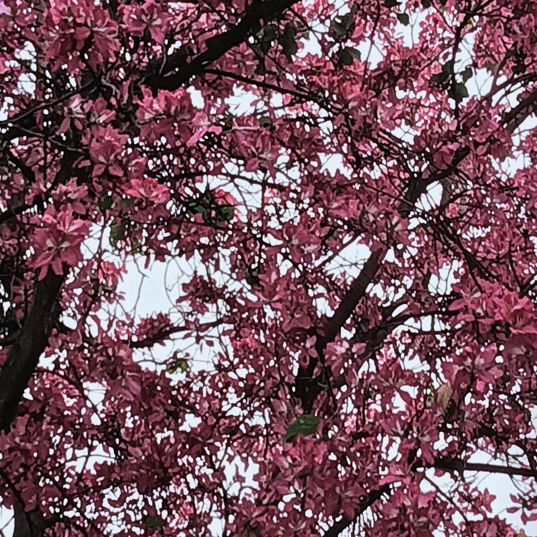 ye小棕椰椰「🥥」