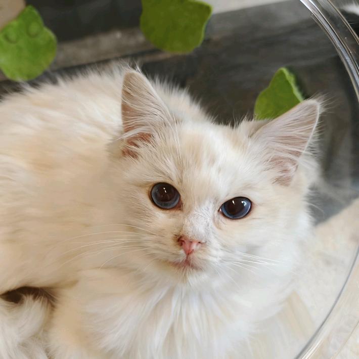 大橘猫咖（原有猫HealingCafe）