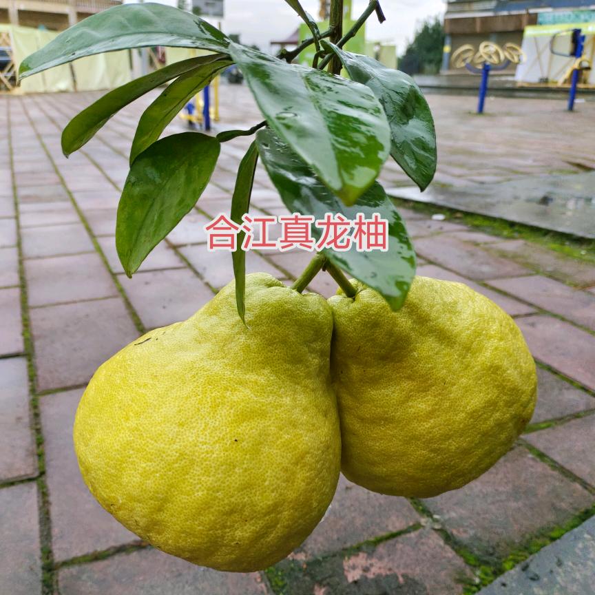 合江柚柚