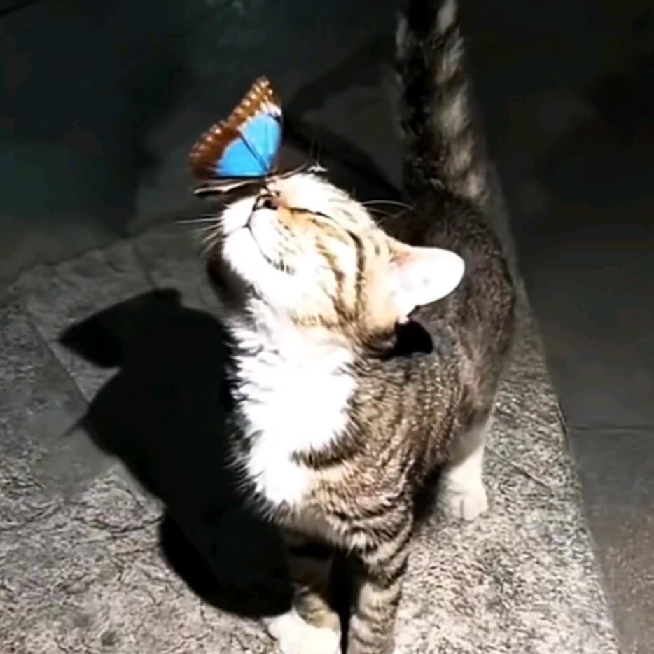 索隆先生