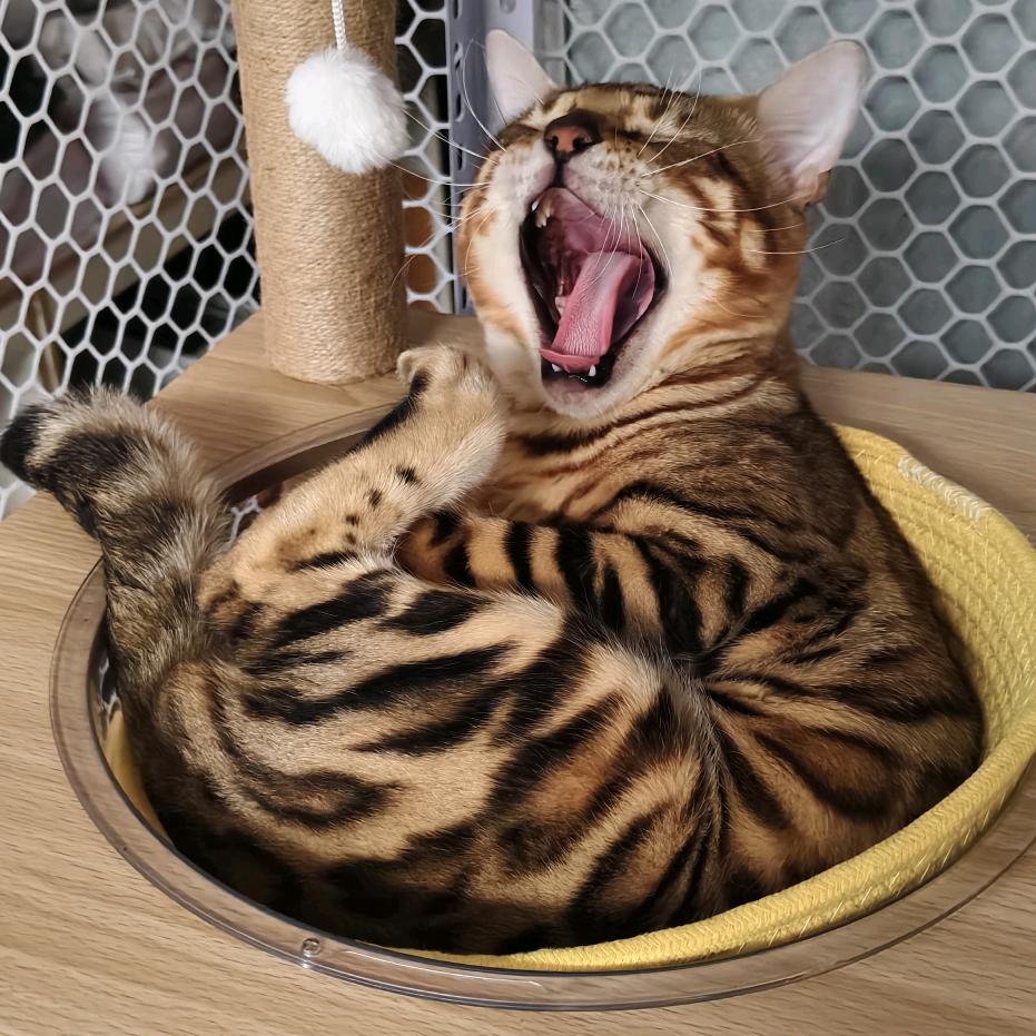 路虎仔是我🐱啊