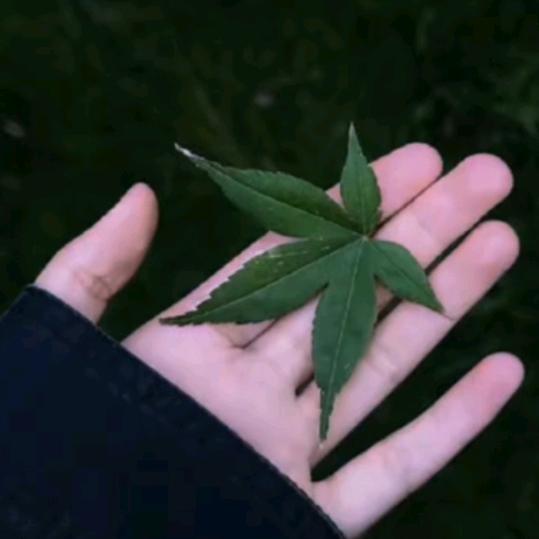 🍁青田🍁小妹🍁