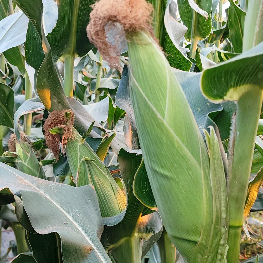 蚌埠老姚搞三农