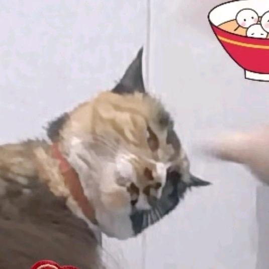 一只花