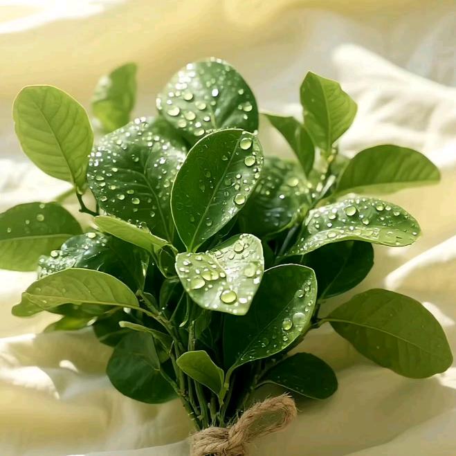 🌈石材结晶 王琳