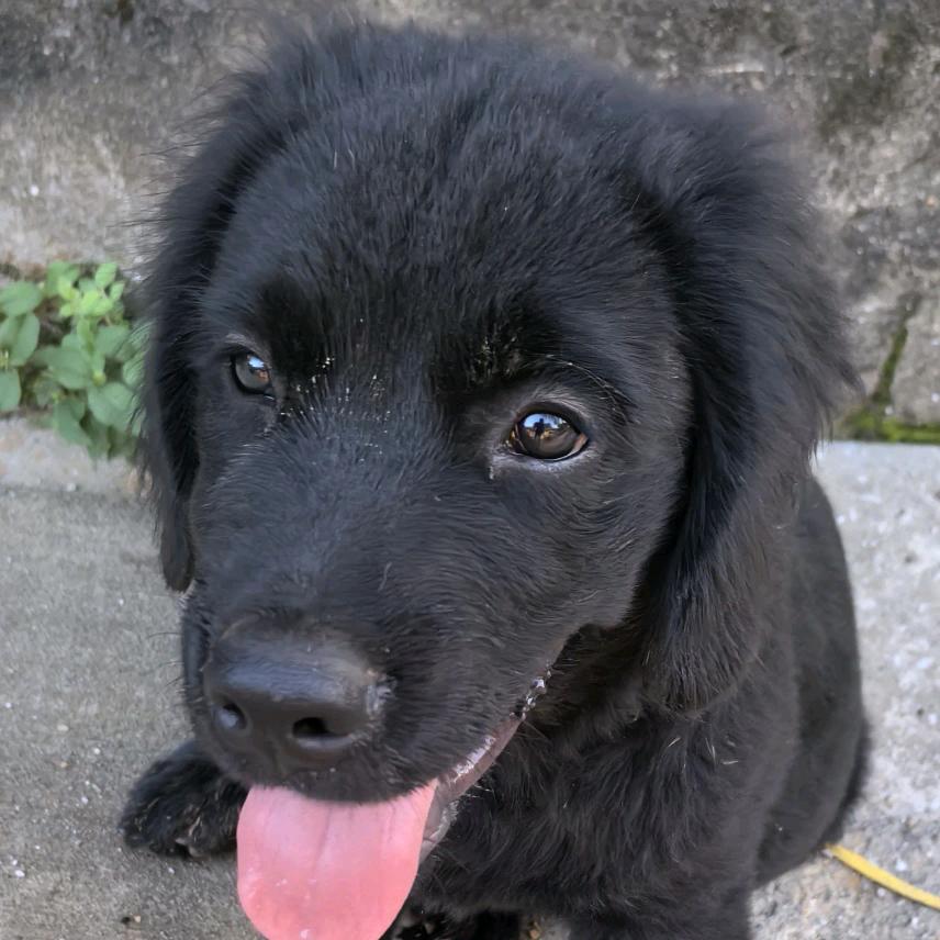 ღ᭄广东肠粉ꦿ࿐招收学员